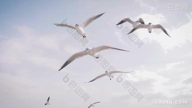 空中飞翔的海鸥1